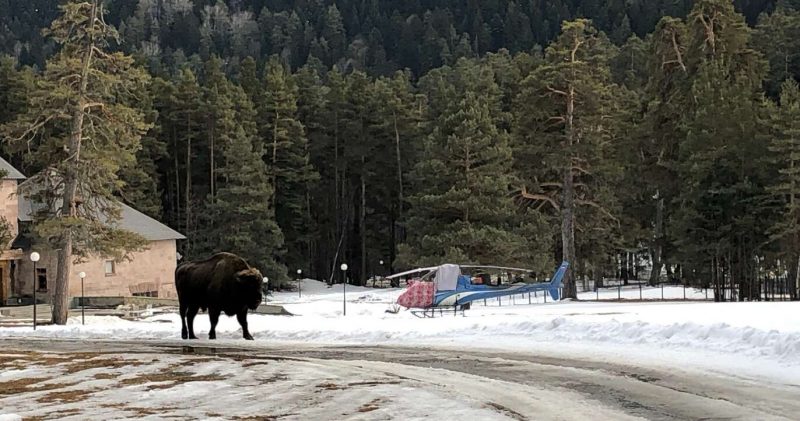 Helipad and visit of a buffalo in Kyrgyzstan
